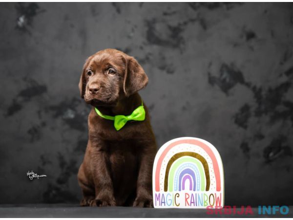 Crni i braon mužjak Labrador retrivera 