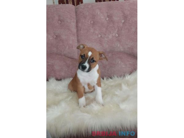 Američki stafordski terijer štenci