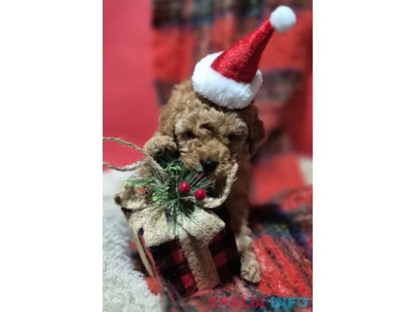 Prelepo &scaron;tene pudle, ženka