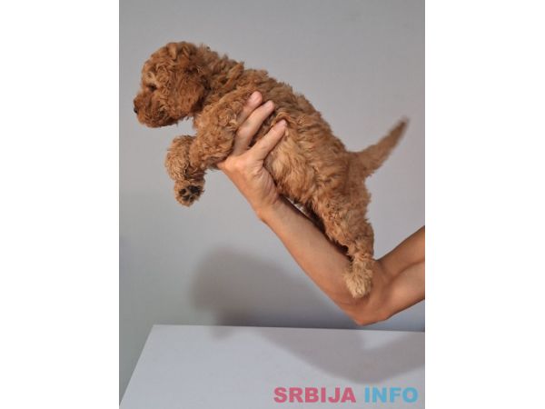 Vrhunski &scaron;tenci kraljevske pudle oba pola 