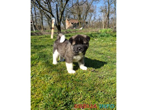 Americka Akita prelepi stenci