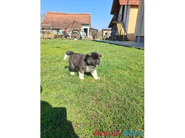 Americka Akita prelepi stenci