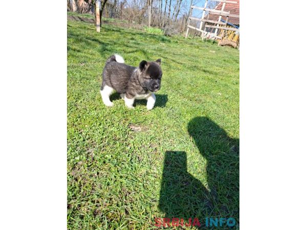 Americka Akita prelepi stenci