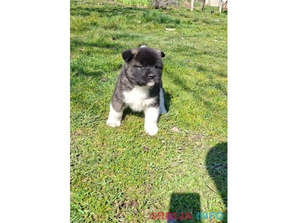 Americka Akita prelepi stenci