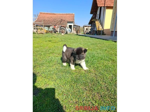 Americka Akita prelepi stenci