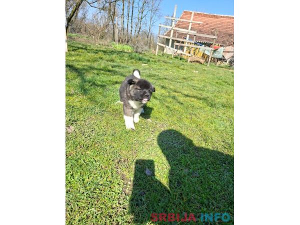 Americka Akita prelepi stenci