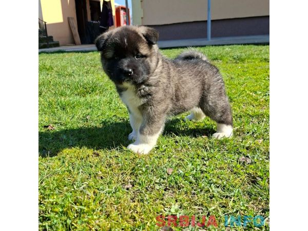 Americka Akita prelepi stenci