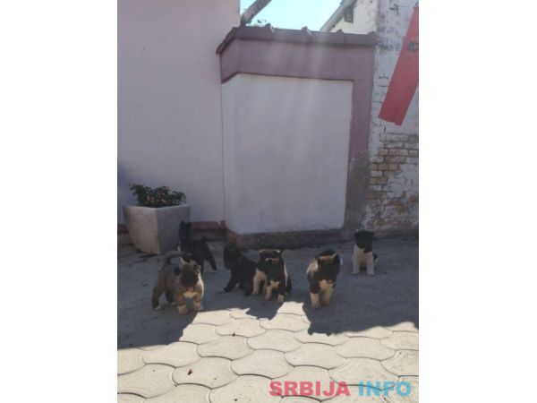 Američka Akita, &scaron;tenci