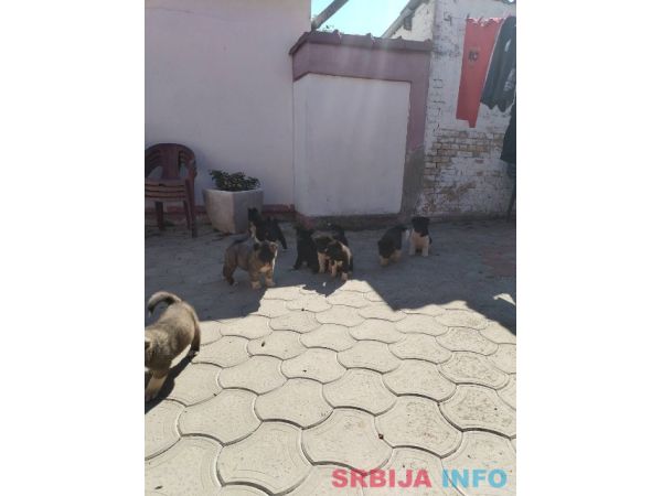 Američka Akita, &scaron;tenci