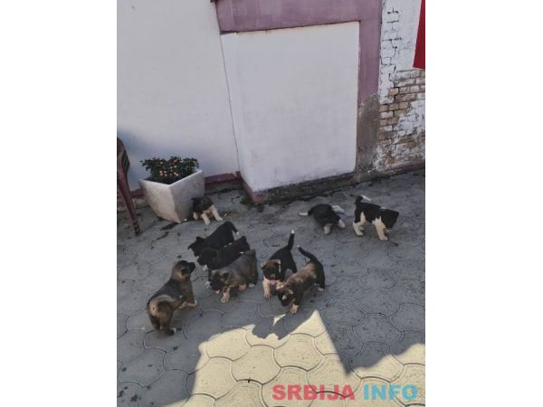 Američka Akita, &scaron;tenci