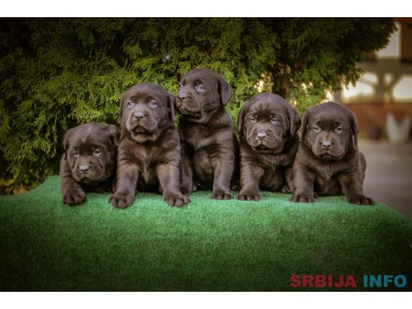 Labrador retriver braon &scaron;tenci