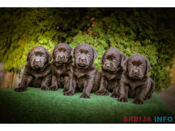 Labrador retriver braon &scaron;tenci