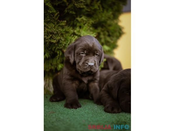 Labrador retriver braon &scaron;tenci