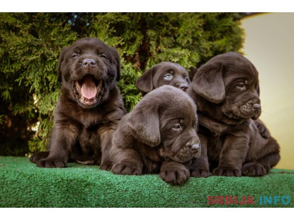 Labrador retriver braon &scaron;tenci