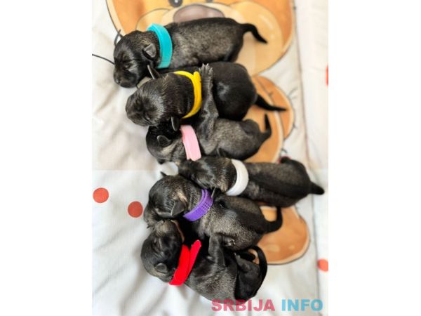 Patuljasti Snaucer prelepi stenci