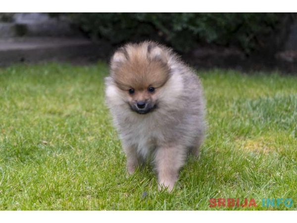 &Scaron;tenci pomeranaca vrhunskog, &scaron;ampionskog porekla 