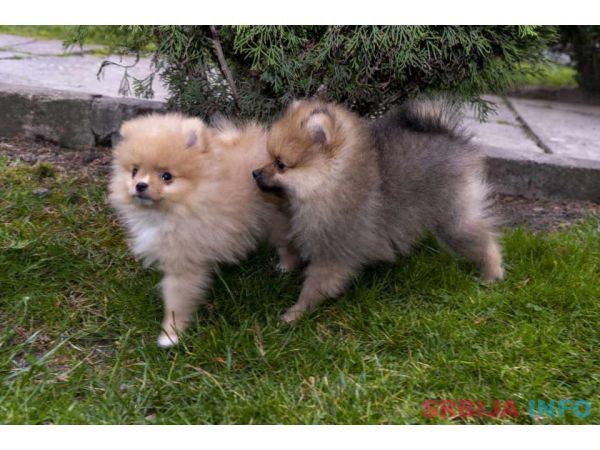 &Scaron;tenci pomeranaca vrhunskog, &scaron;ampionskog porekla 