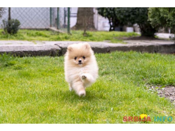 &Scaron;tenci pomeranaca vrhunskog, &scaron;ampionskog porekla 