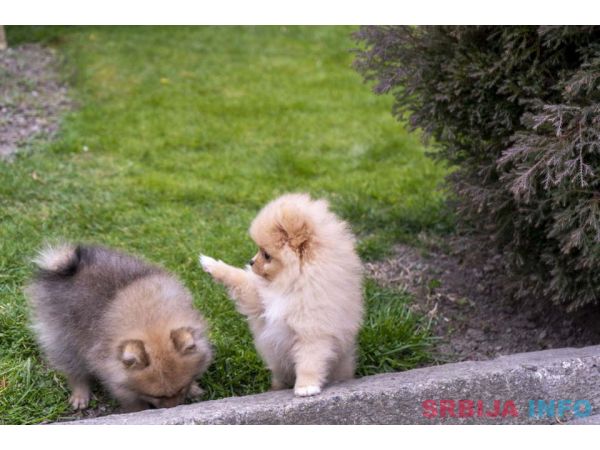 &Scaron;tenci pomeranaca vrhunskog, &scaron;ampionskog porekla 