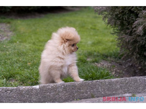 &Scaron;tenci pomeranaca vrhunskog, &scaron;ampionskog porekla 