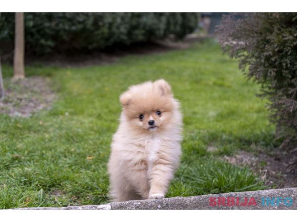 &Scaron;tenci pomeranaca vrhunskog, &scaron;ampionskog porekla 