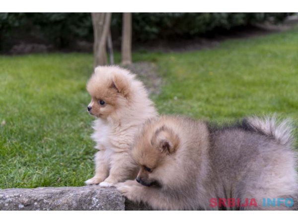 &Scaron;tenci pomeranaca vrhunskog, &scaron;ampionskog porekla 