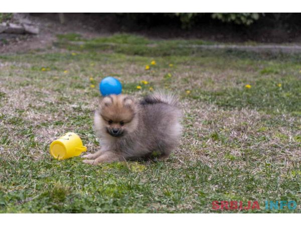 &Scaron;tenci pomeranaca vrhunskog, &scaron;ampionskog porekla 