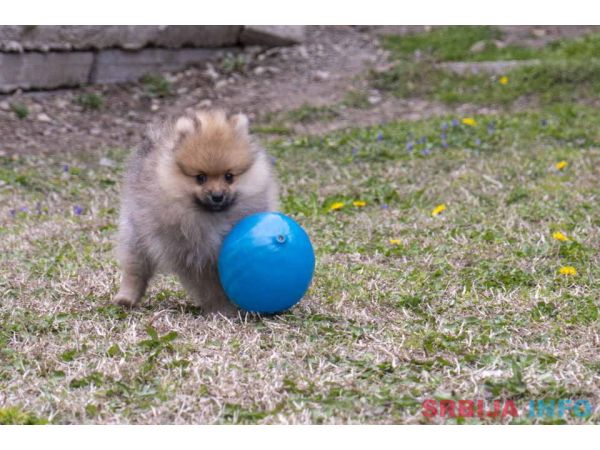 &Scaron;tenci pomeranaca vrhunskog, &scaron;ampionskog porekla 