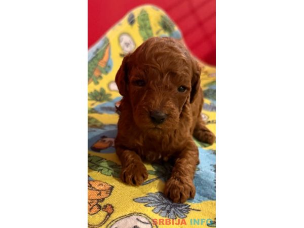 Toy Pudle na prodaju