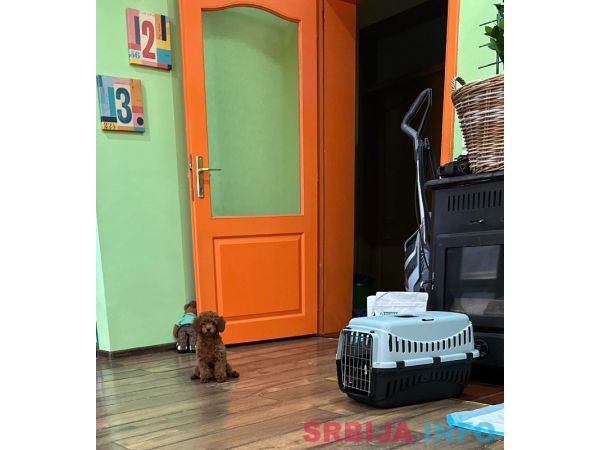 Toy Pudle na prodaju