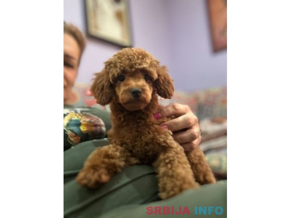 Toy Pudle na prodaju