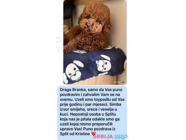 Toy Pudle na prodaju