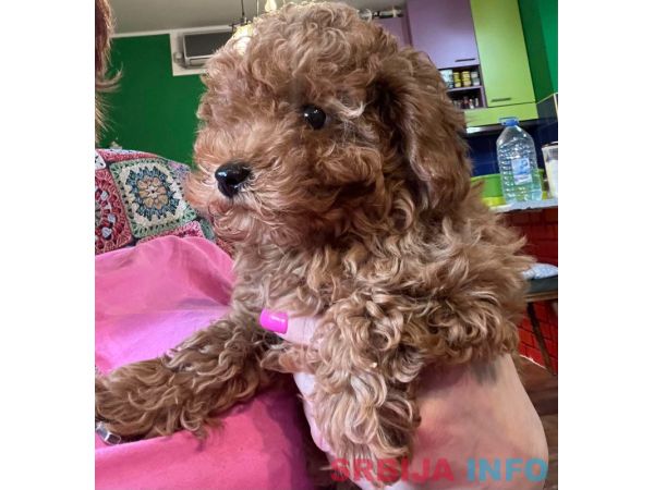 Toy Pudle na prodaju