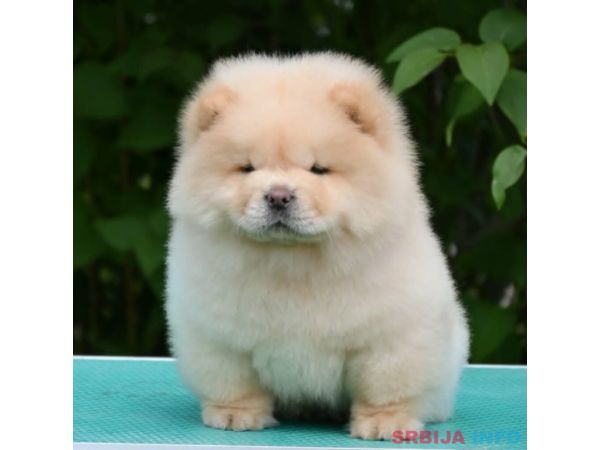 Chow Chow Čau Čau &scaron;tenci