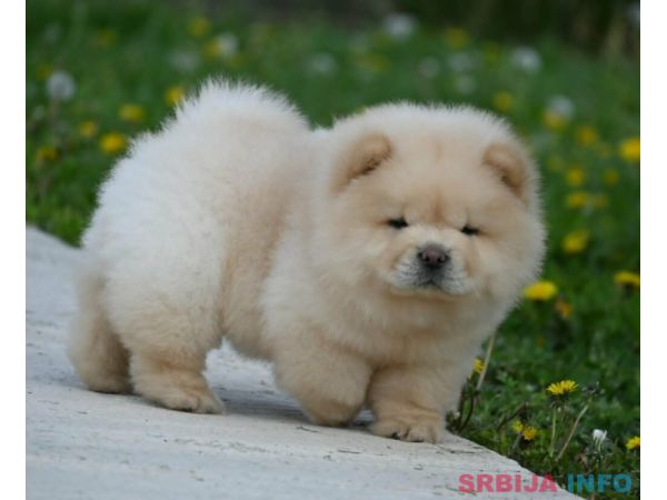 Chow Chow Čau Čau &scaron;tenci
