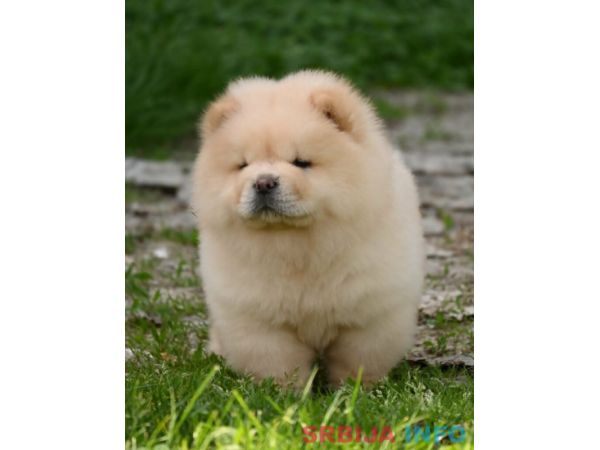 Chow Chow Čau Čau &scaron;tenci
