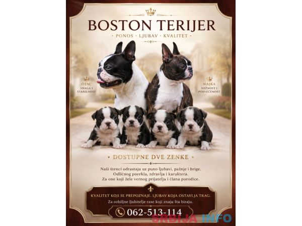 Boston terijer prelepi štenci