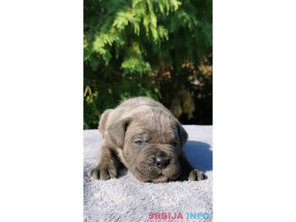 Cane Corso Kane Korso NOVO LEGLO