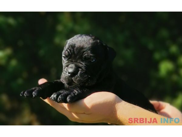 Cane Corso Kane Korso NOVO LEGLO