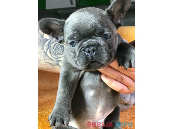 Egzoticni Francuski Buldog stenci