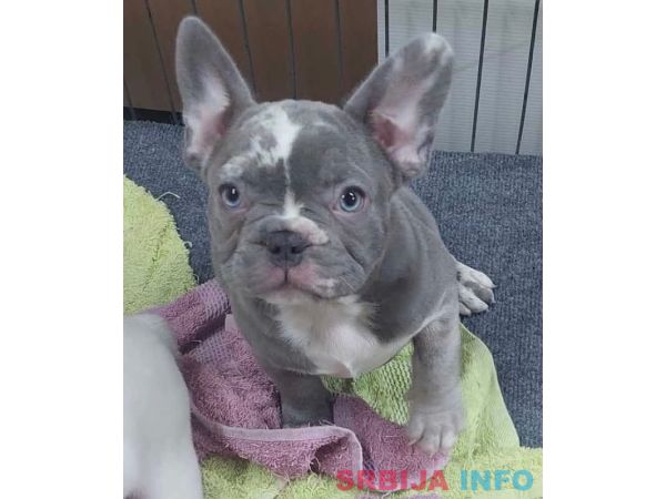 Egzoticni Francuski Buldog stenci