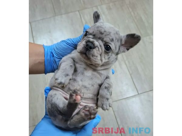 Egzoticni Francuski Buldog stenci