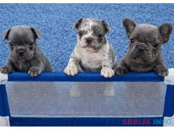 Egzoticni Francuski Buldog stenci