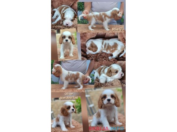 Vrhunski Cavalier King Charls Spaniel oba pola