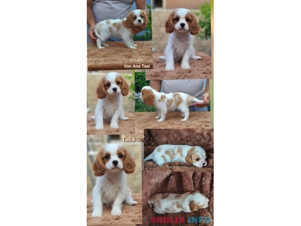 Vrhunski Cavalier King Charls Spaniel oba pola