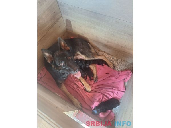 Radni Nemacki ovcari na prodaju