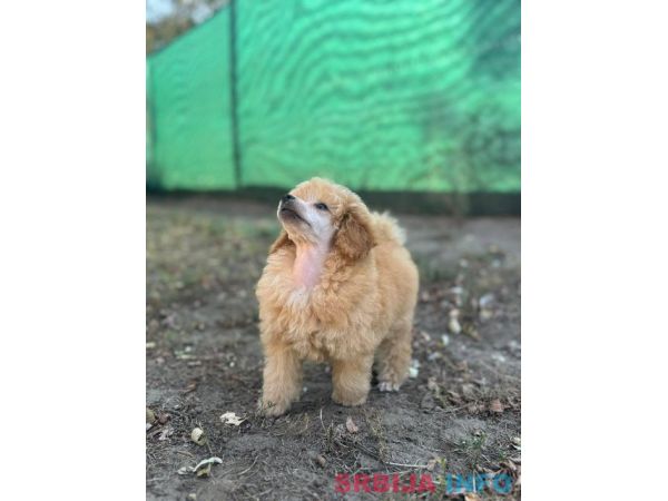 Patuljasta pudla &scaron;tenci