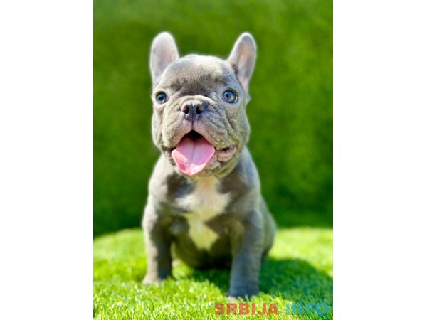 Francuski Buldog PRELEPI štenci