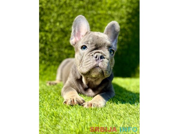 Francuski Buldog PRELEPI &scaron;tenci