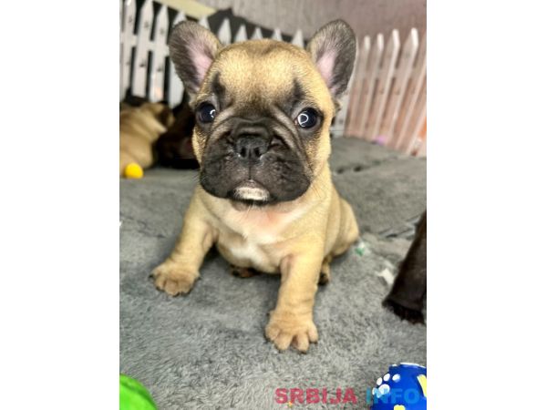 Francuski Buldog PRELEPI &scaron;tenci
